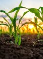National Conference on Production, Employment and Marketing of Plantation Crops in India.