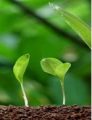 Seven‐day Residential Research Capacity‐Building Workshop on Plantation and Development
